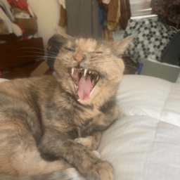 my cat June