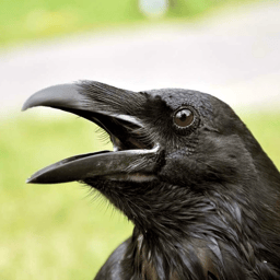 Crow | Krähe