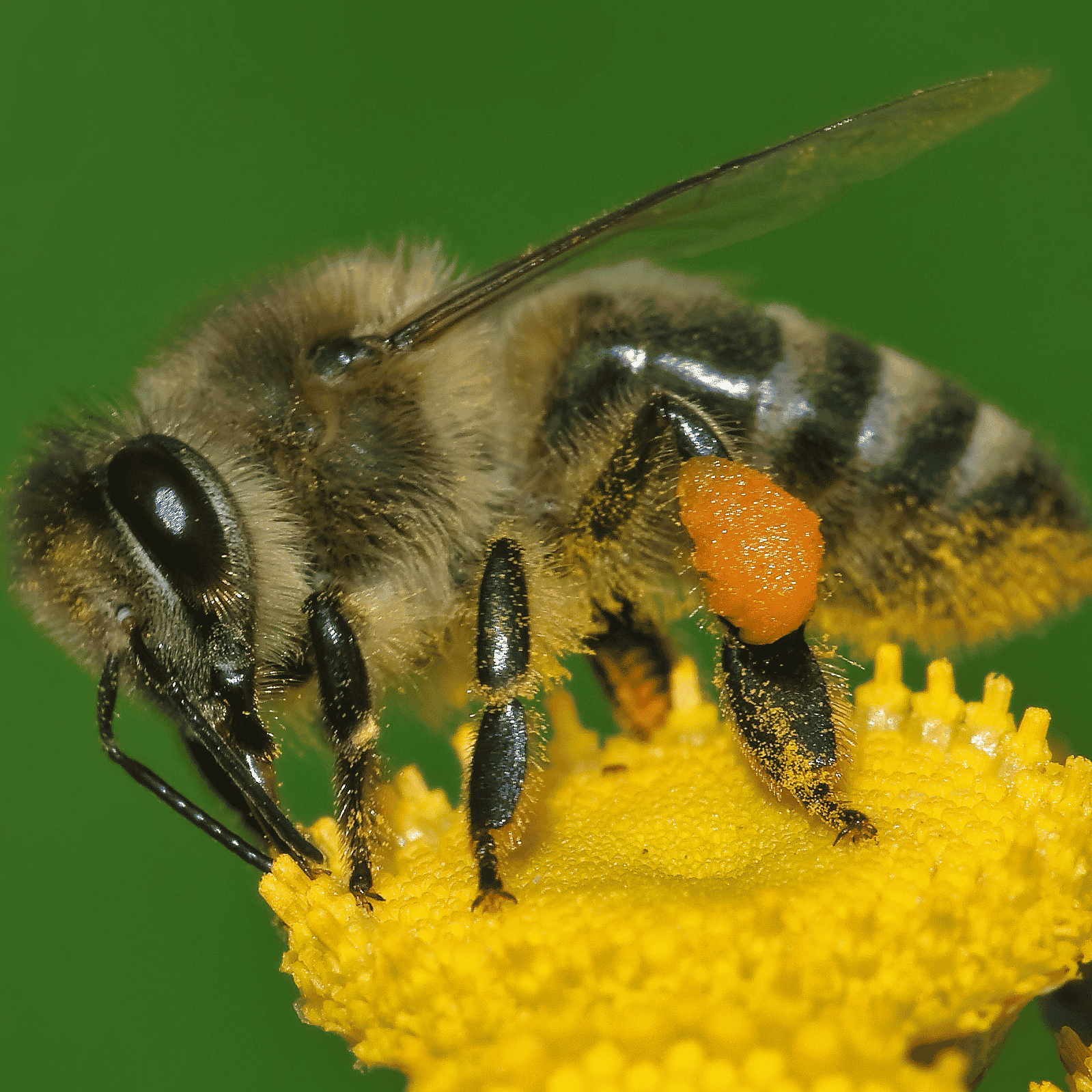 Bumblebee AI Voice