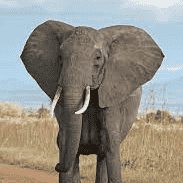 AI Elephant Model Image