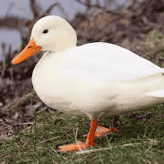 AI Pato voice  Image