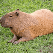 AI capybara voice                                                                         Image