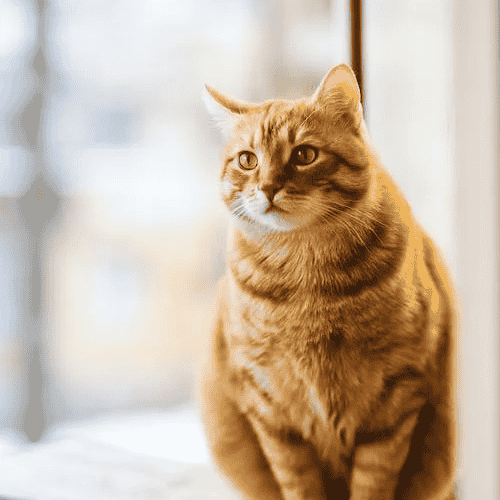 chat miaule AI Voice