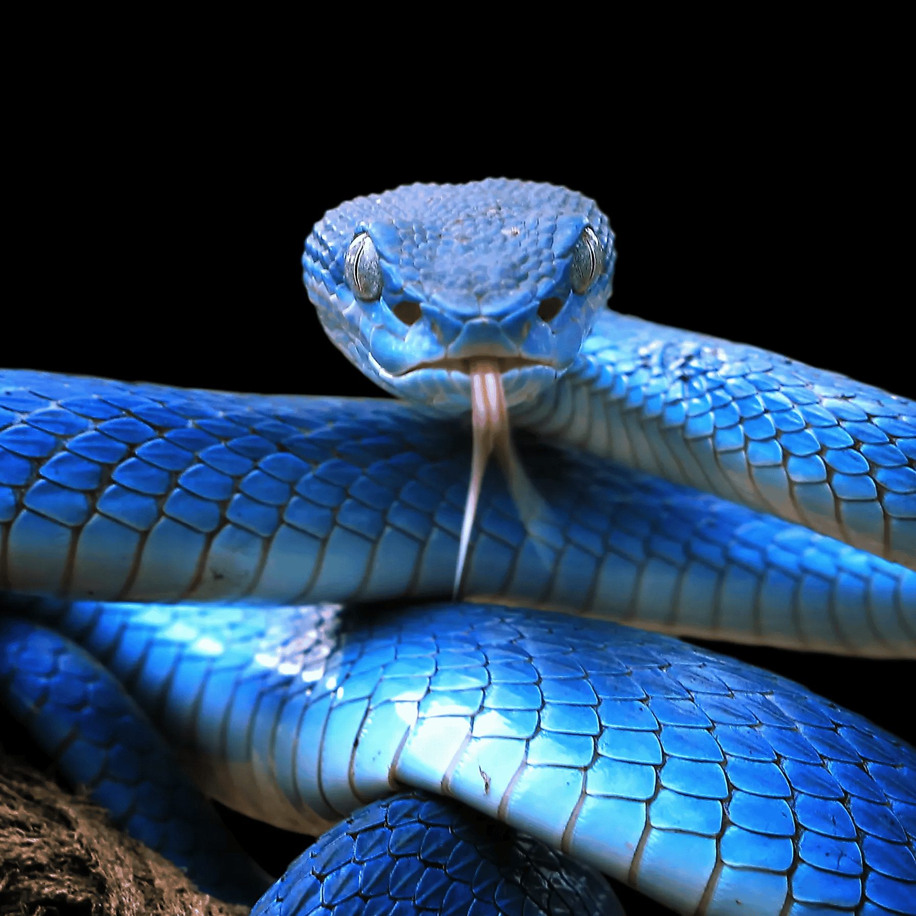 Literally just a snake AI Voice