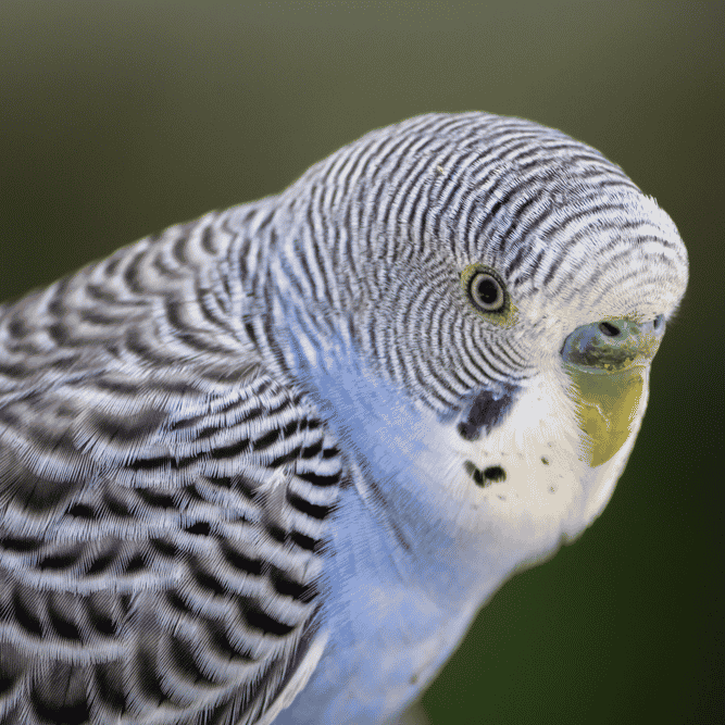 Budgie Parakeets  Image