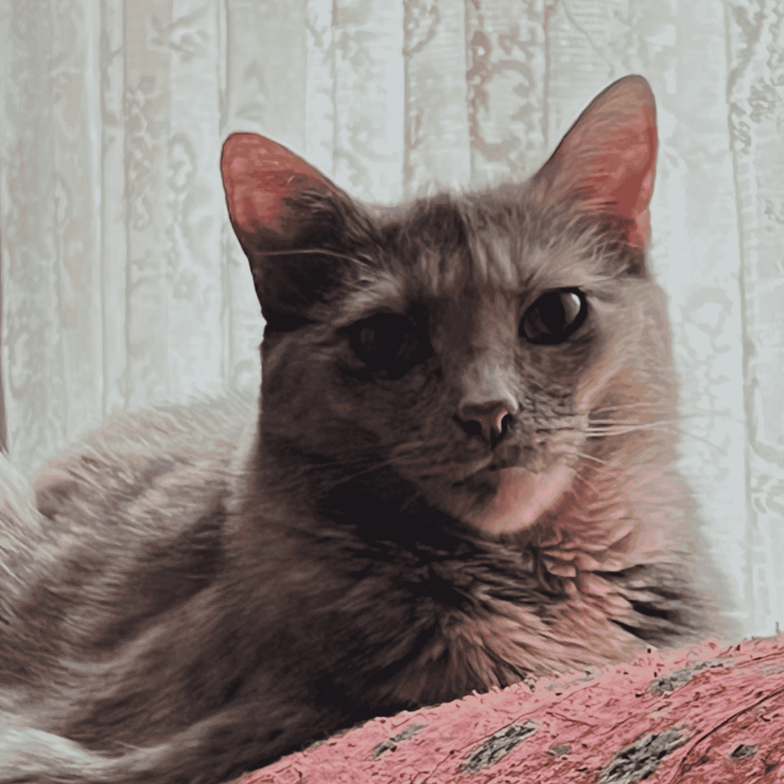 My Cat June, Improved AI Voice