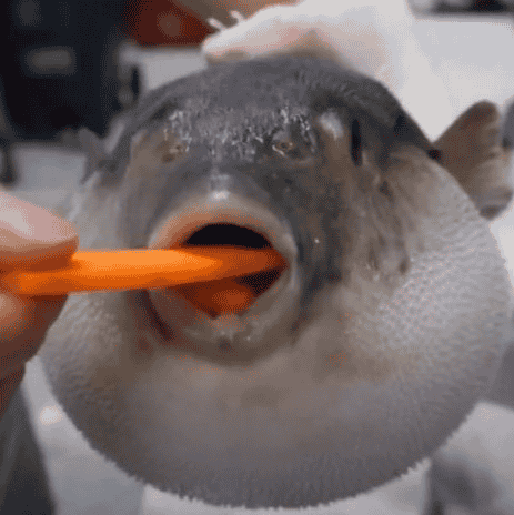 Pufferfish(Aughe) AI Voice