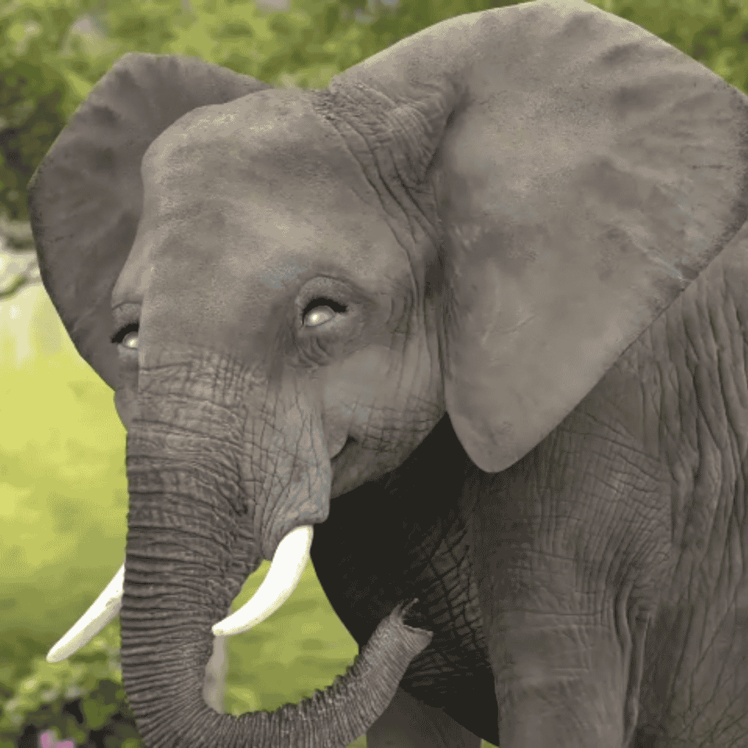 AI Elephant (Wonder Pets: In The City) AI Voice