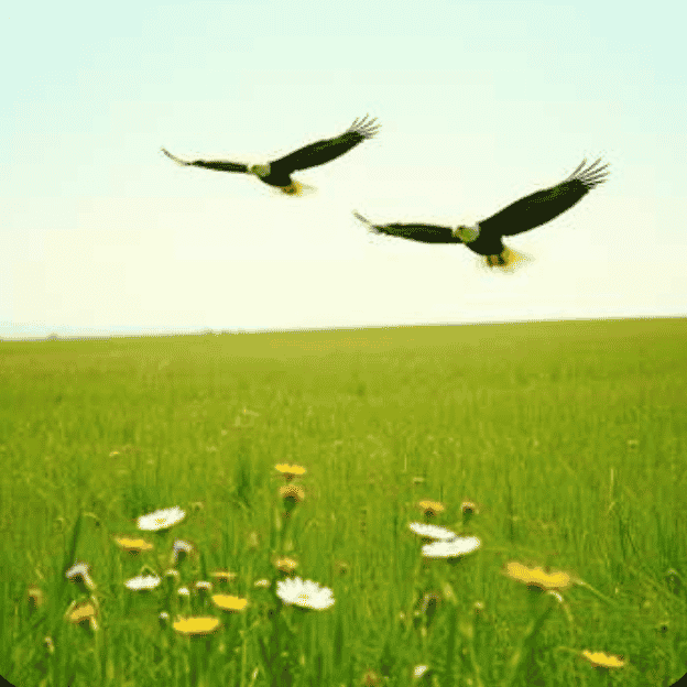 Free eagles - singer  AI Voice