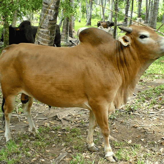 AI SAPI COVER AI Voice