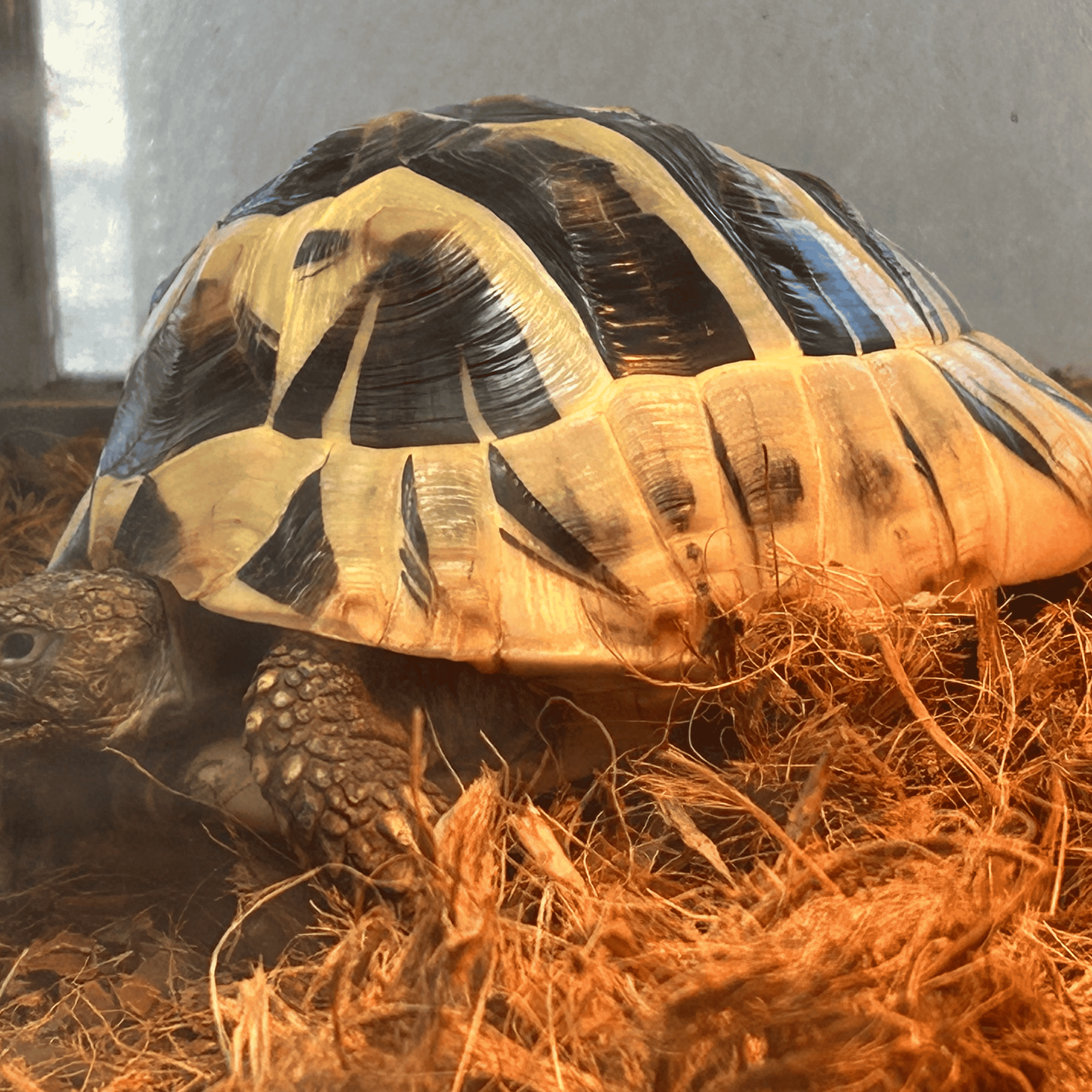 Cuddy the tortoise  AI Voice