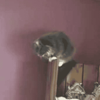 Some guy yells at cats Image