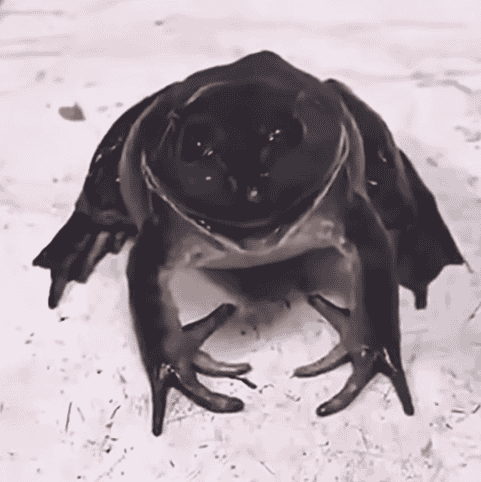 Frog AI Voice
