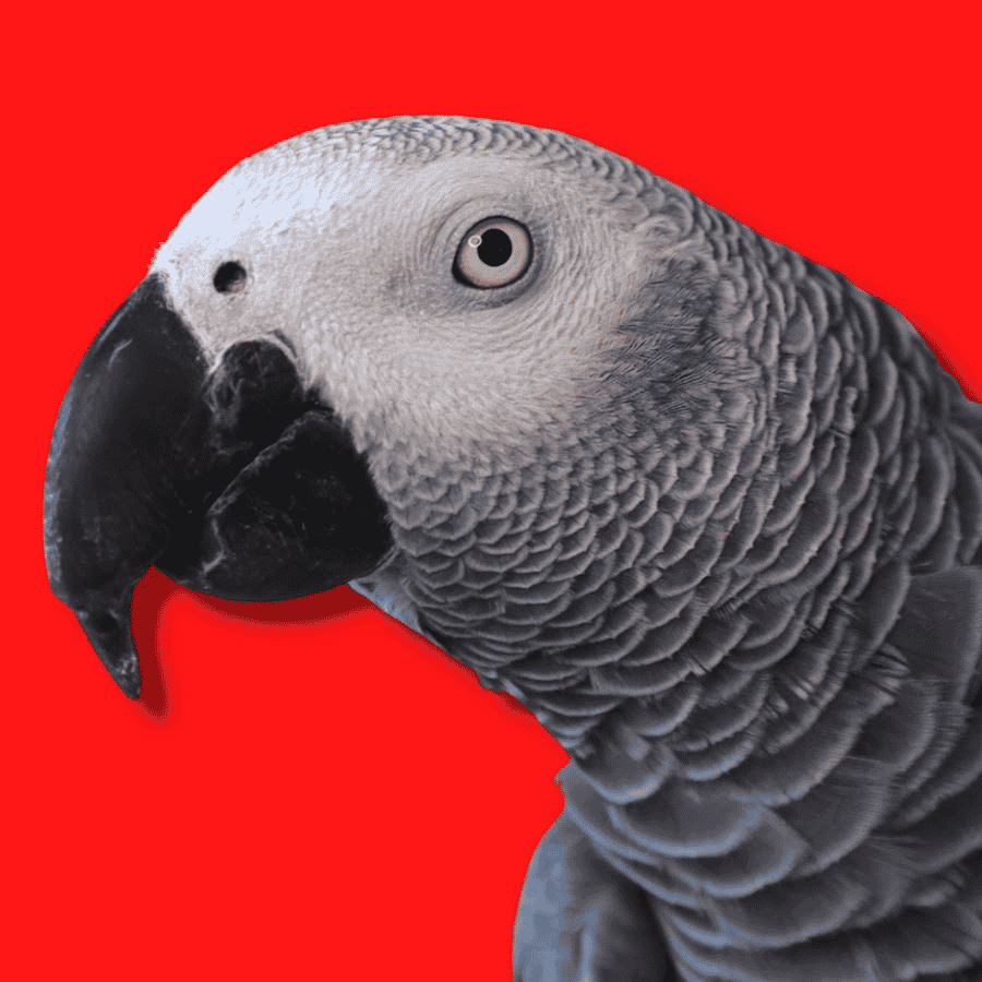 Gizmo (gizmo the gray bird). (parrot.) AI Voice