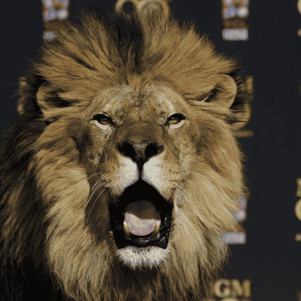 Literally, the MGM Lion roar AI Voice