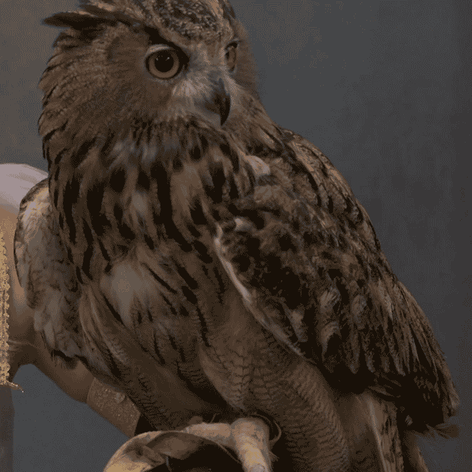 Bernard the Sassy Owl (Fairly Odder) Image