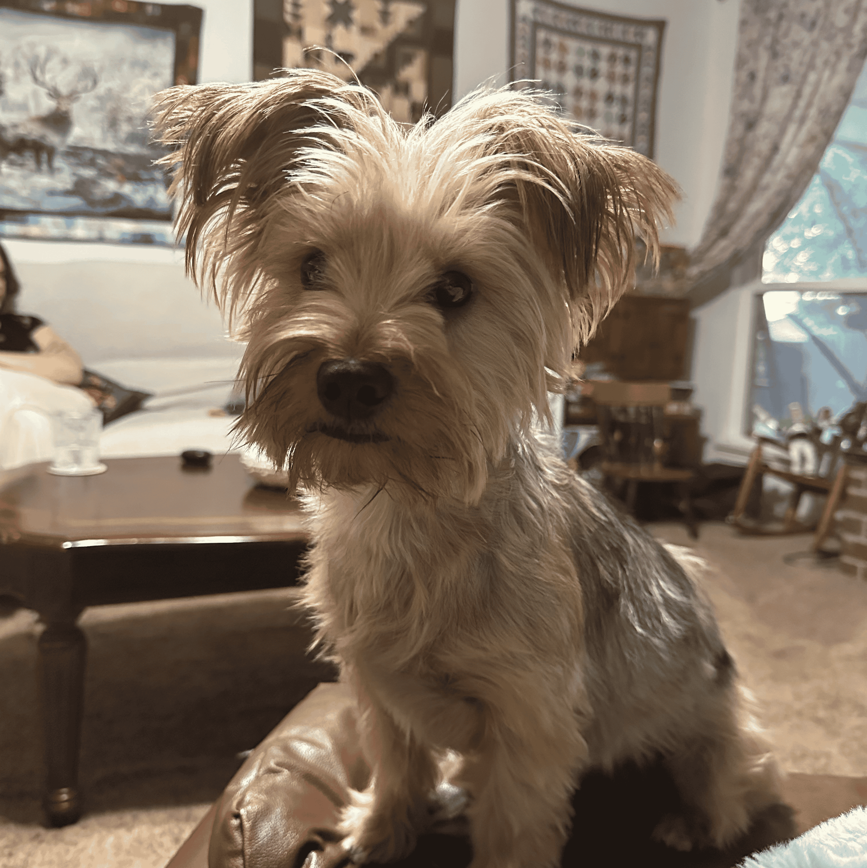 Bonnie (Gramgram’s dog) AI Voice