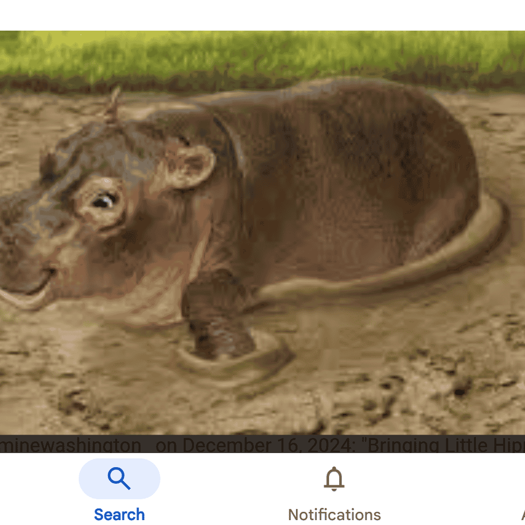 Little Hippo (Wonder Pets in the city) Image