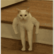 Happy cat Image