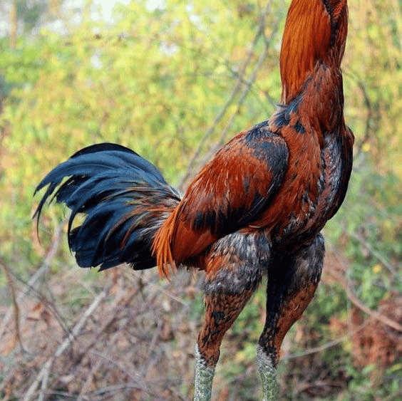 Ayam jago AI Voice
