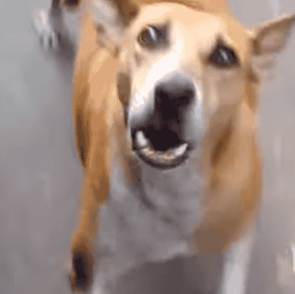 basenji dog breed AI Voice