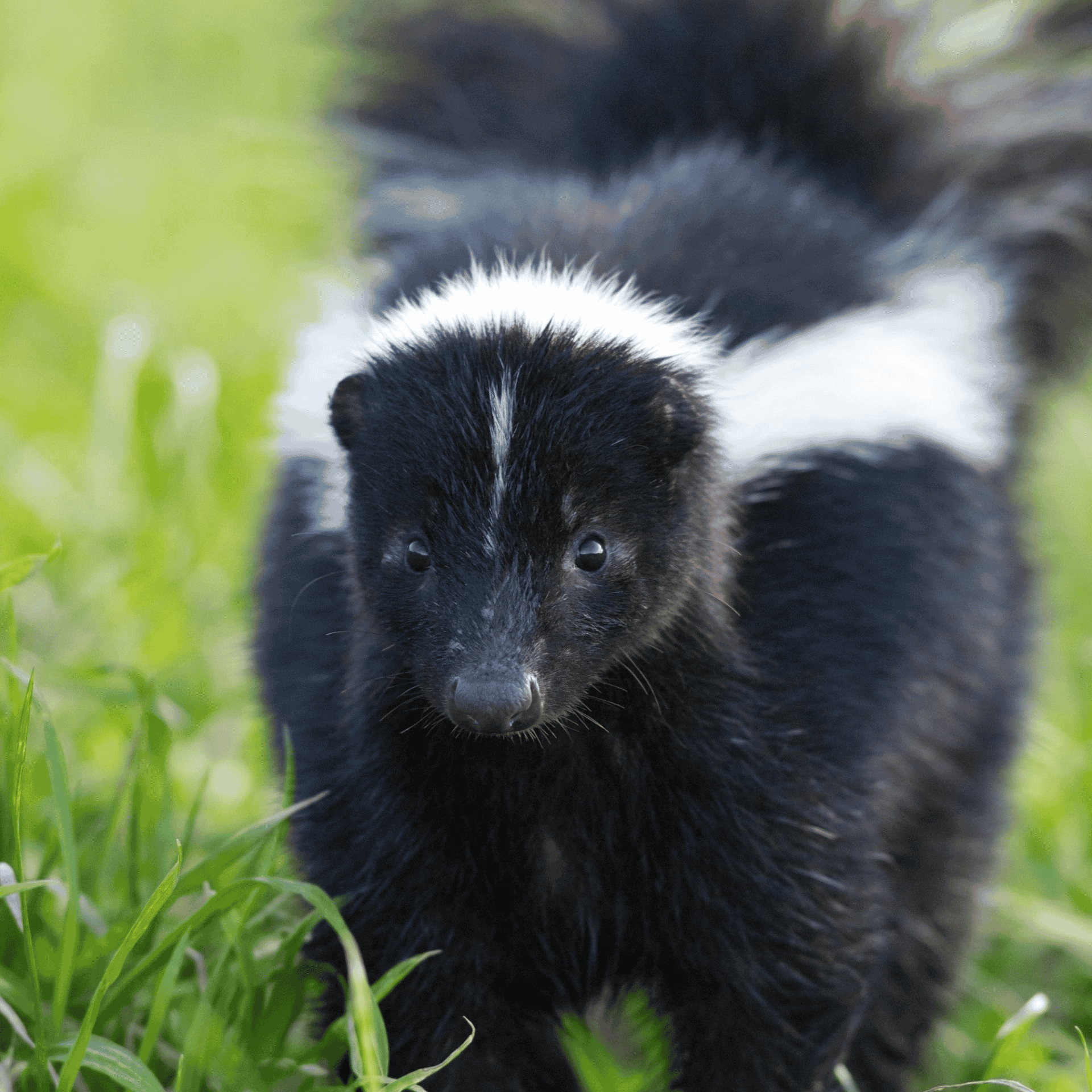 Skunk AI Voice