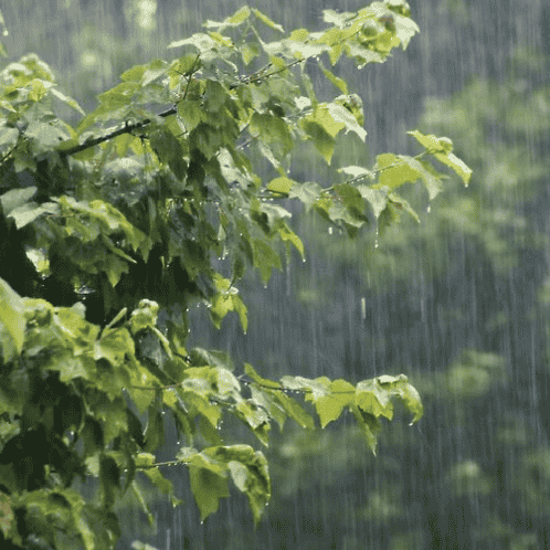Rain 🌧️ Image