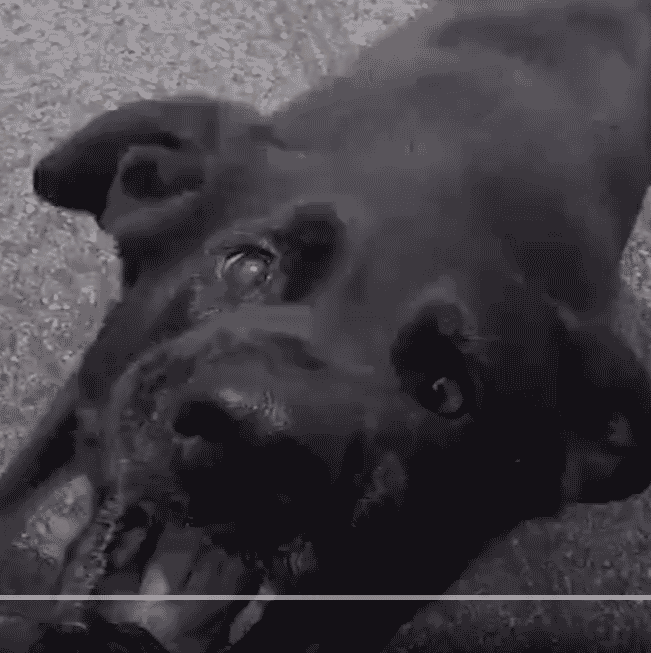 Cierny Sery Dog AI Voice