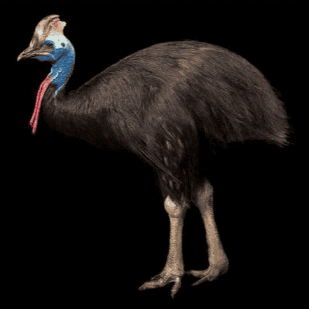 Cassowary  AI Voice