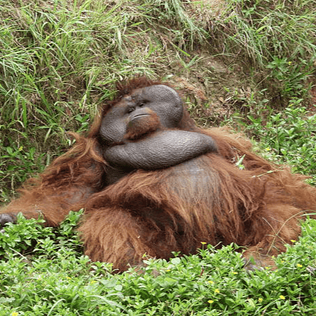 noobmoon profile picture