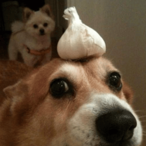 PerroCH profile picture