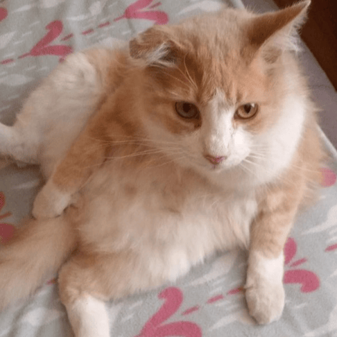 khjaahsa profile picture