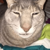 Me 3.0 Tux AI Voice