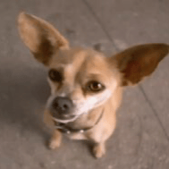 Taco Bell dog Gidget AI Voice