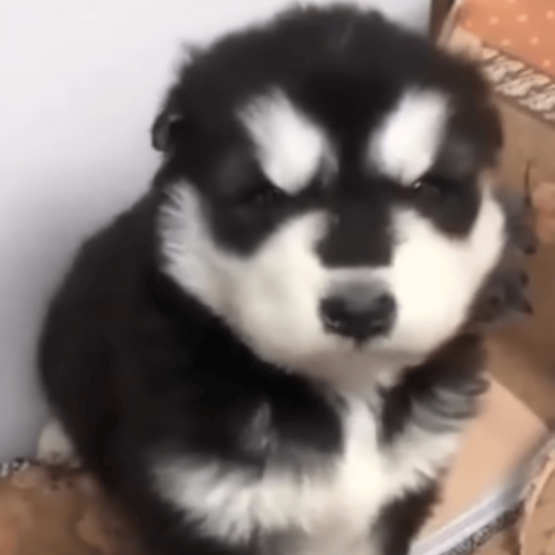 Baby Husky Howling AI Voice
