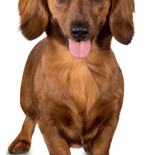 Mein Hund Linus AI Voice