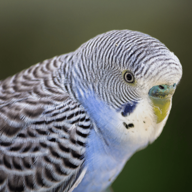 Budgie Parakeets AI Voice