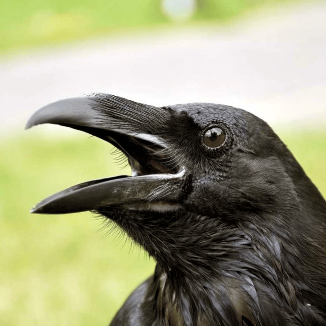 Crow | Krähe AI Voice