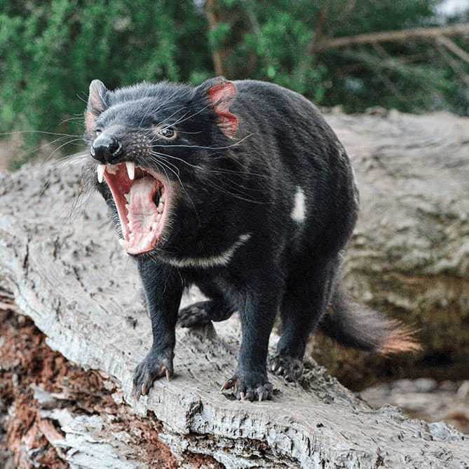 Tasmanian Devil AI Voice