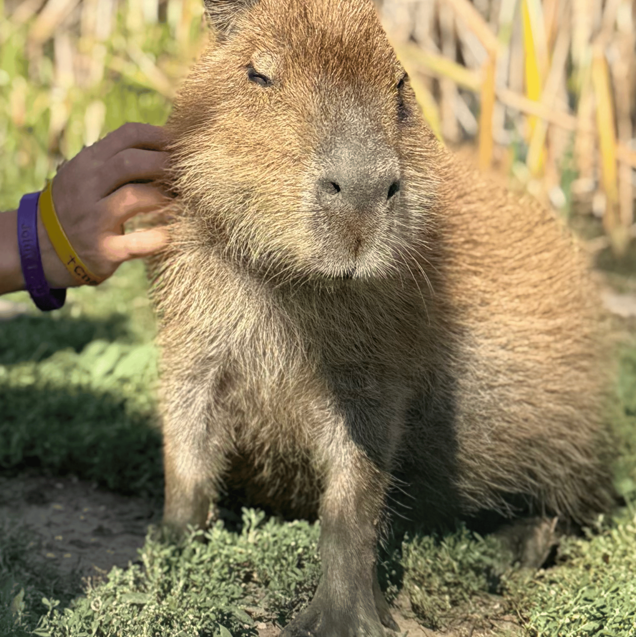 bobxpickle profile picture