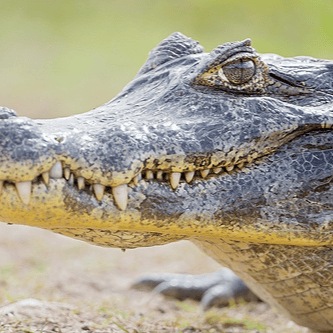 Crocodilejack profile picture