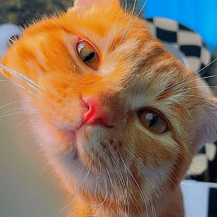 Kucingbipsi profile picture