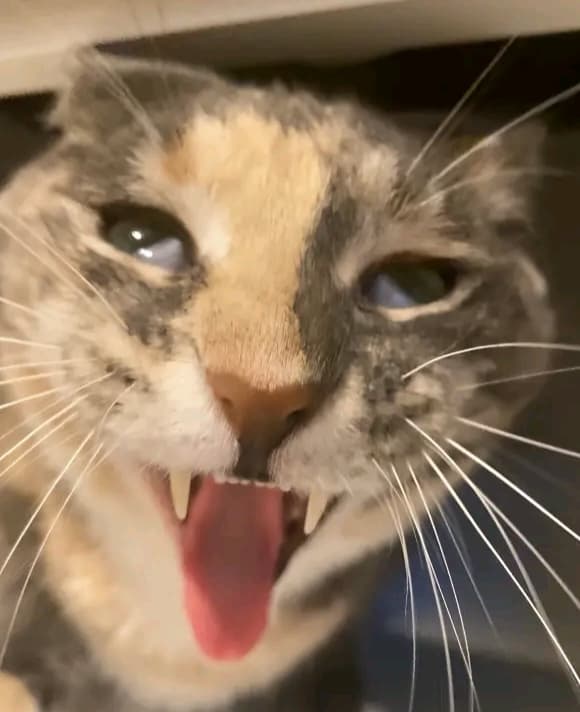 SHIVERSS profile picture
