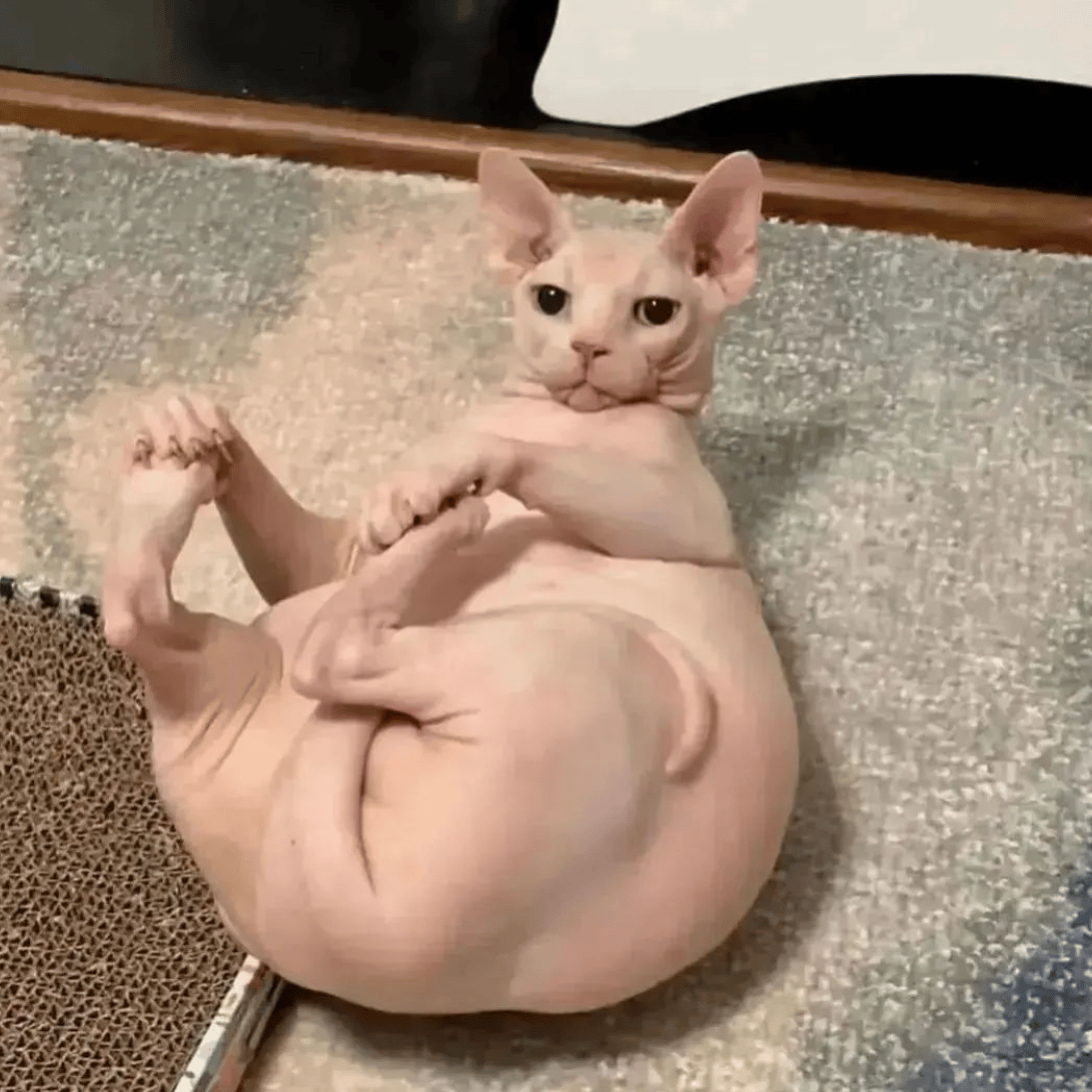 PurpleGiraffe profile picture