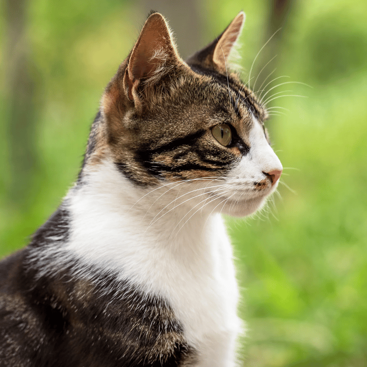 NichtDerjeniche profile picture