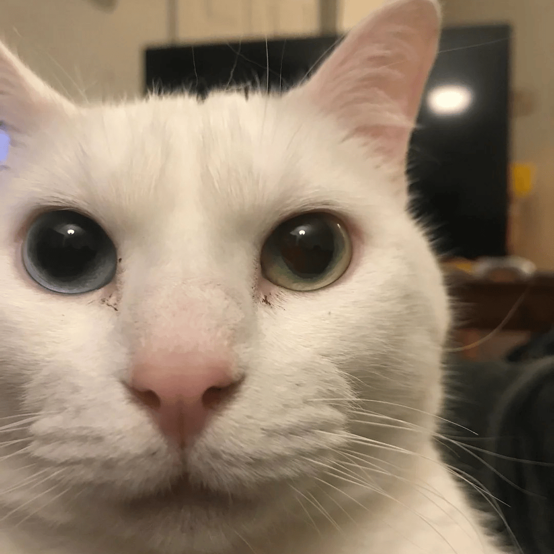 Iadiesman217 profile picture