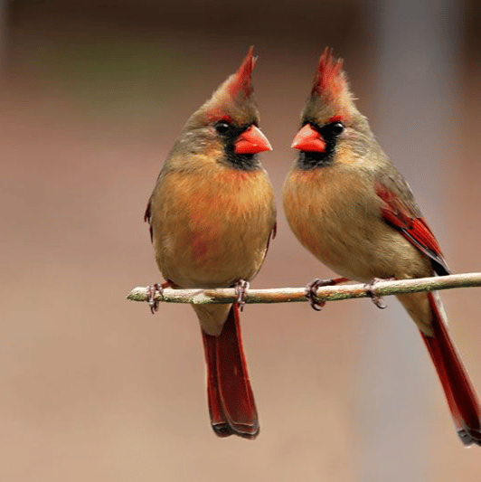 LesbianCardinals profile picture