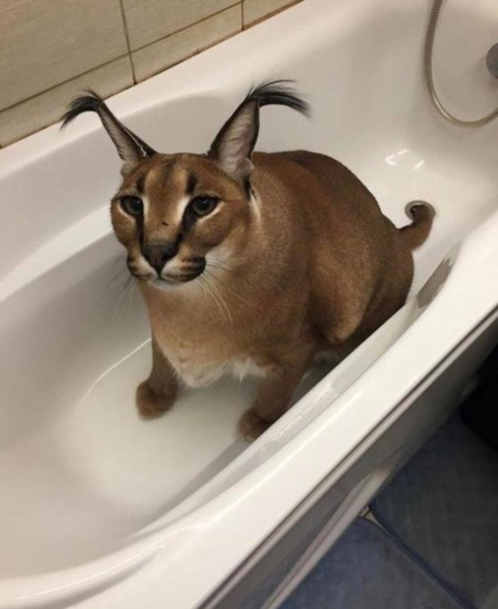 Caracaleditz9 profile picture