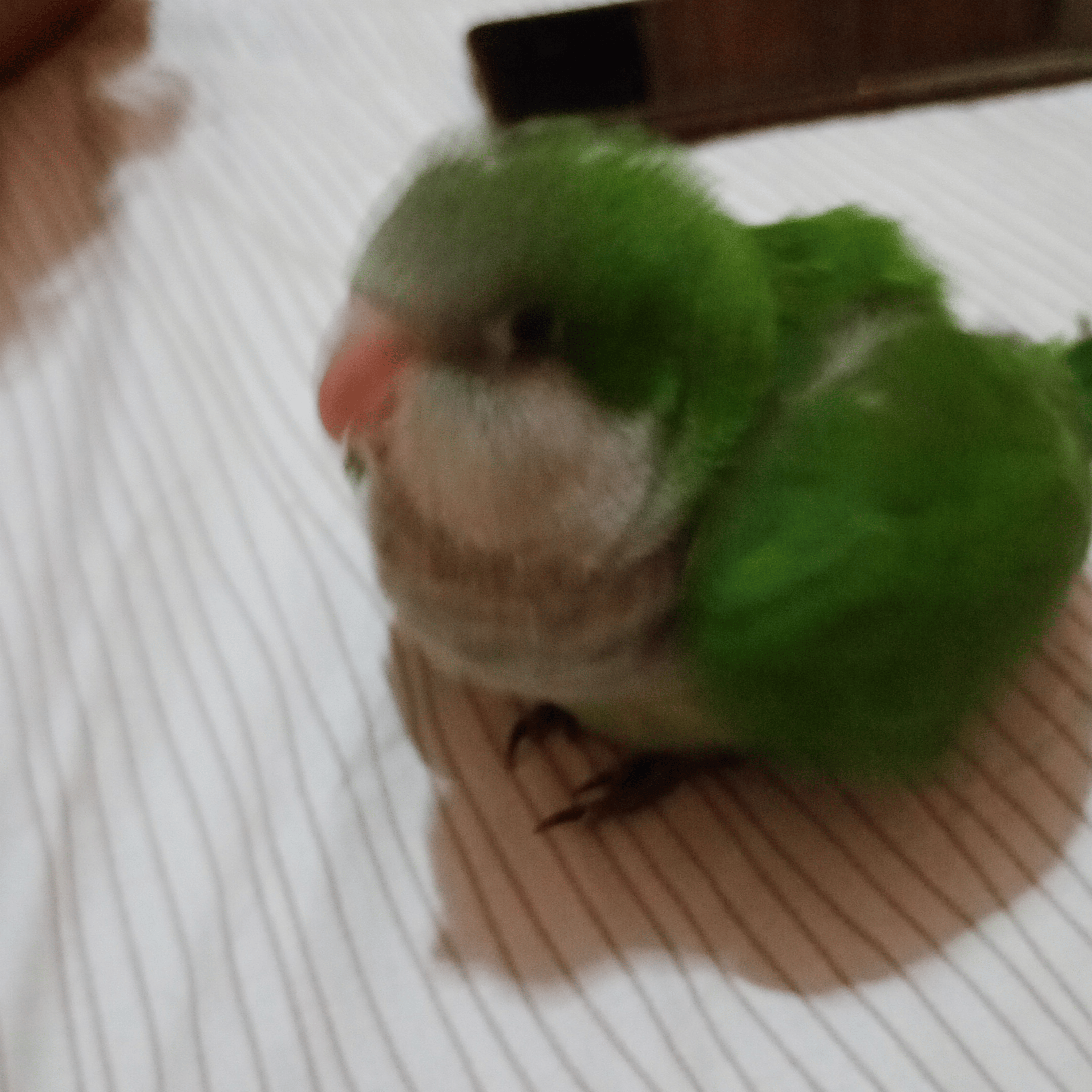 BastianOzan profile picture