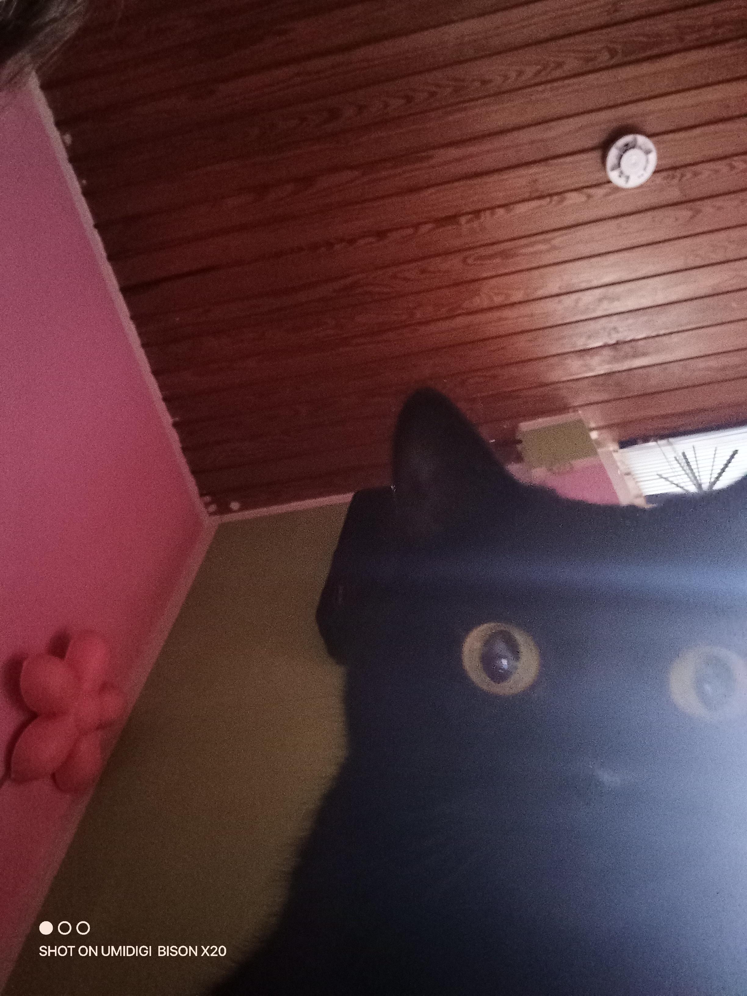 colinathefox profile picture